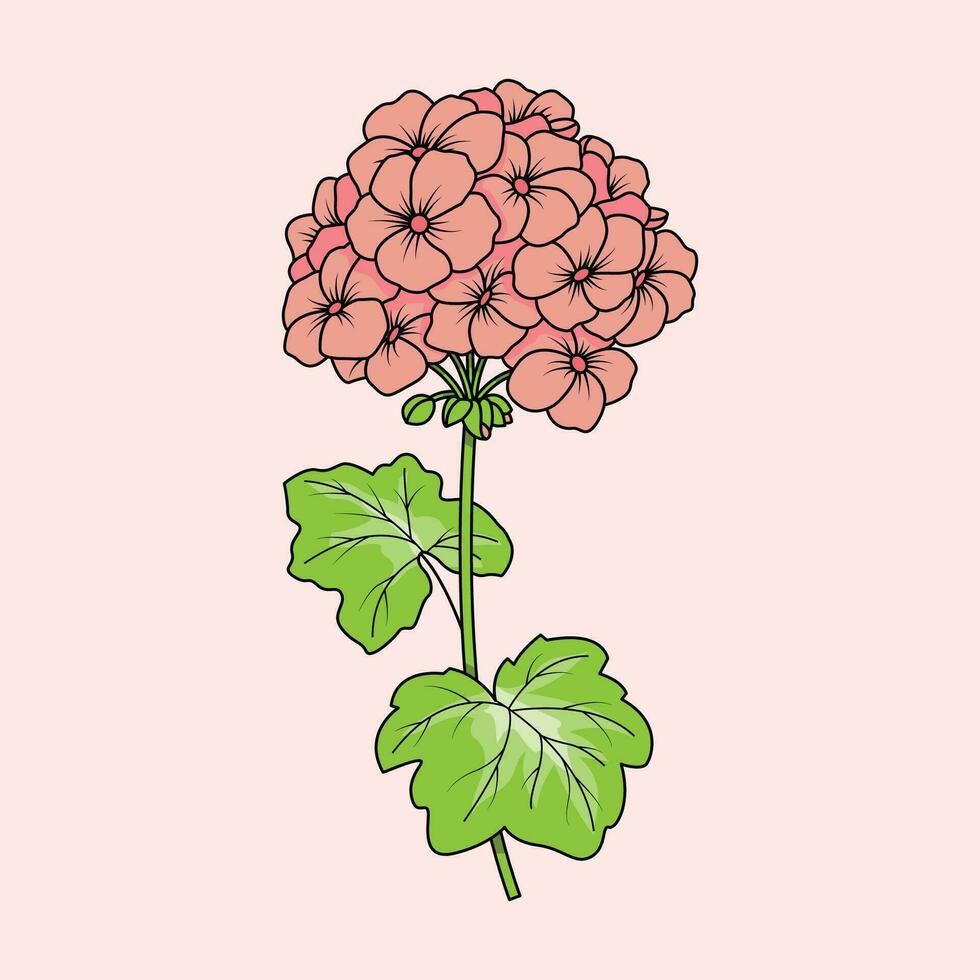 Geraniums Flower The Illustration vector