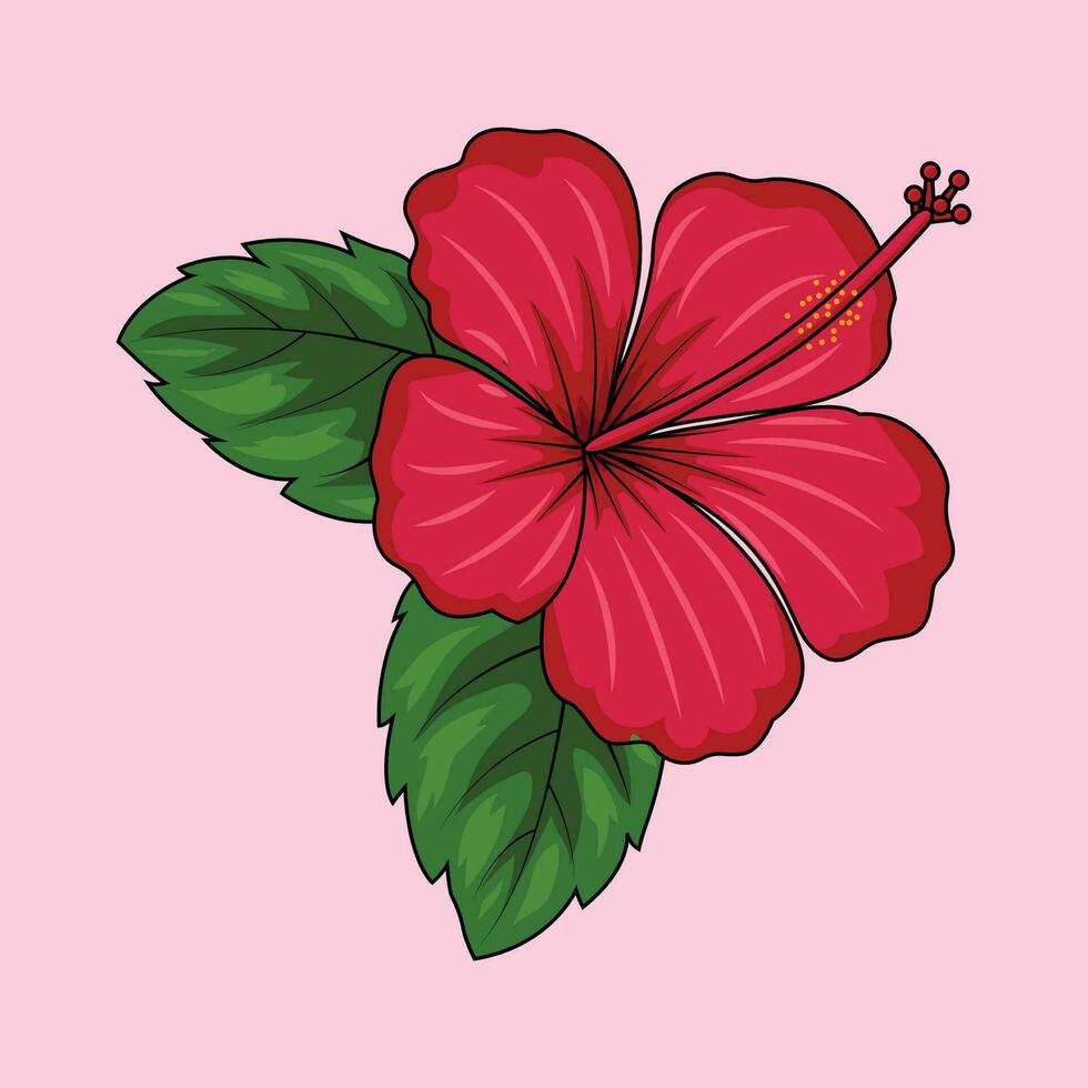 Hibiscus Flower The Illustration vector