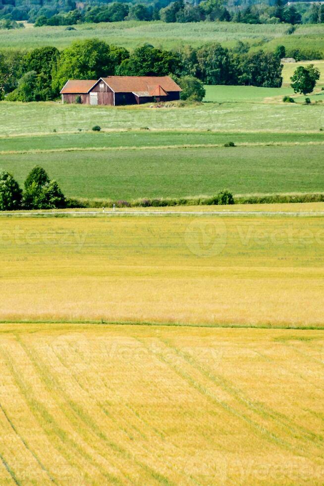 a field of wheat with a barn in the distance photo