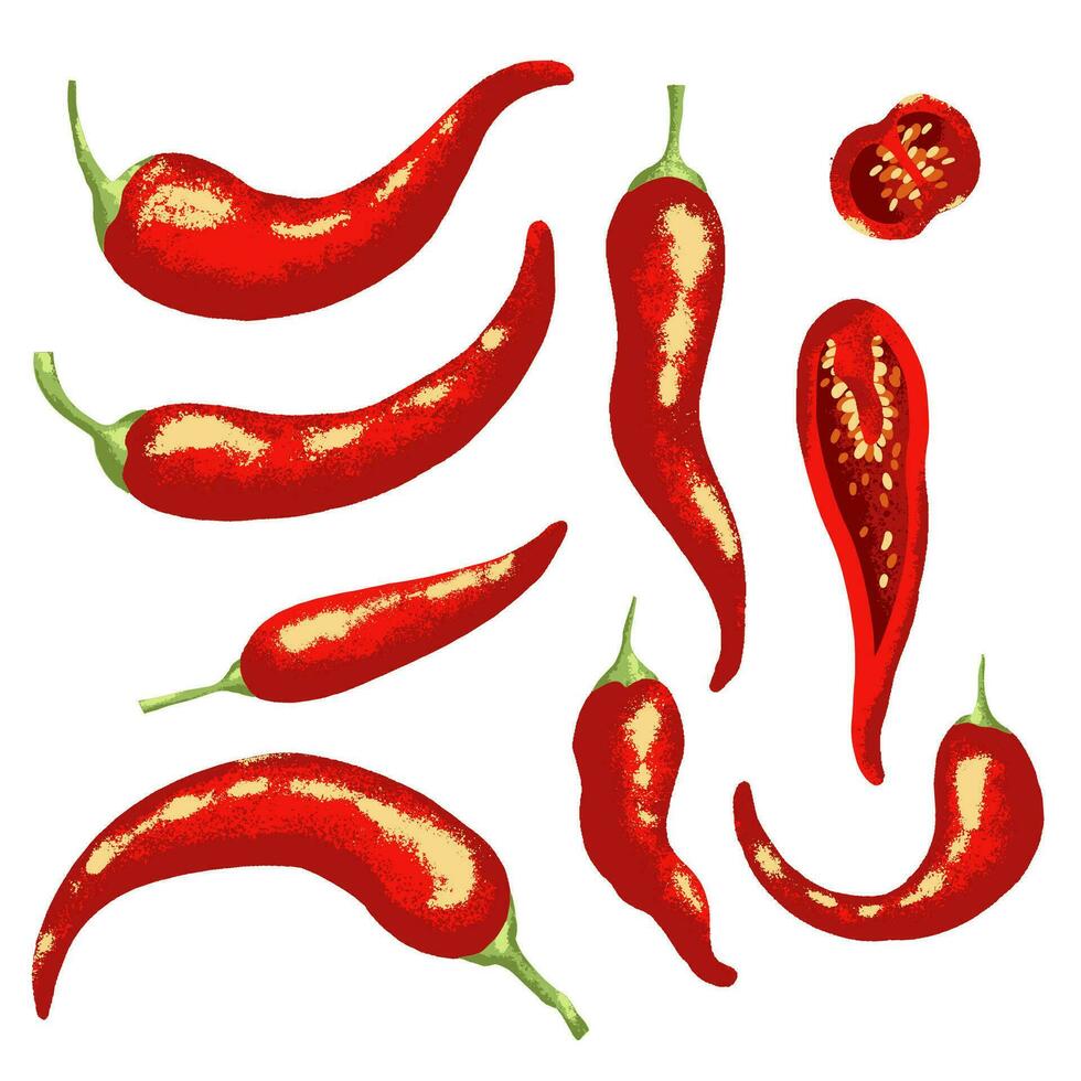 Red hot chili pepper on white background. Isolated vector illustration