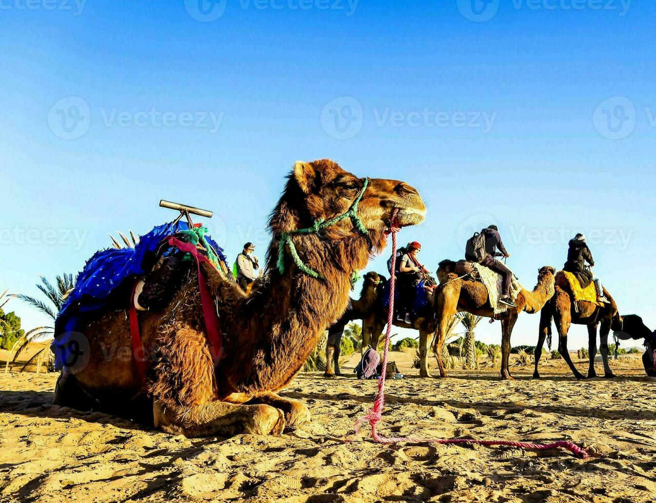 camels in the desert with people on them photo