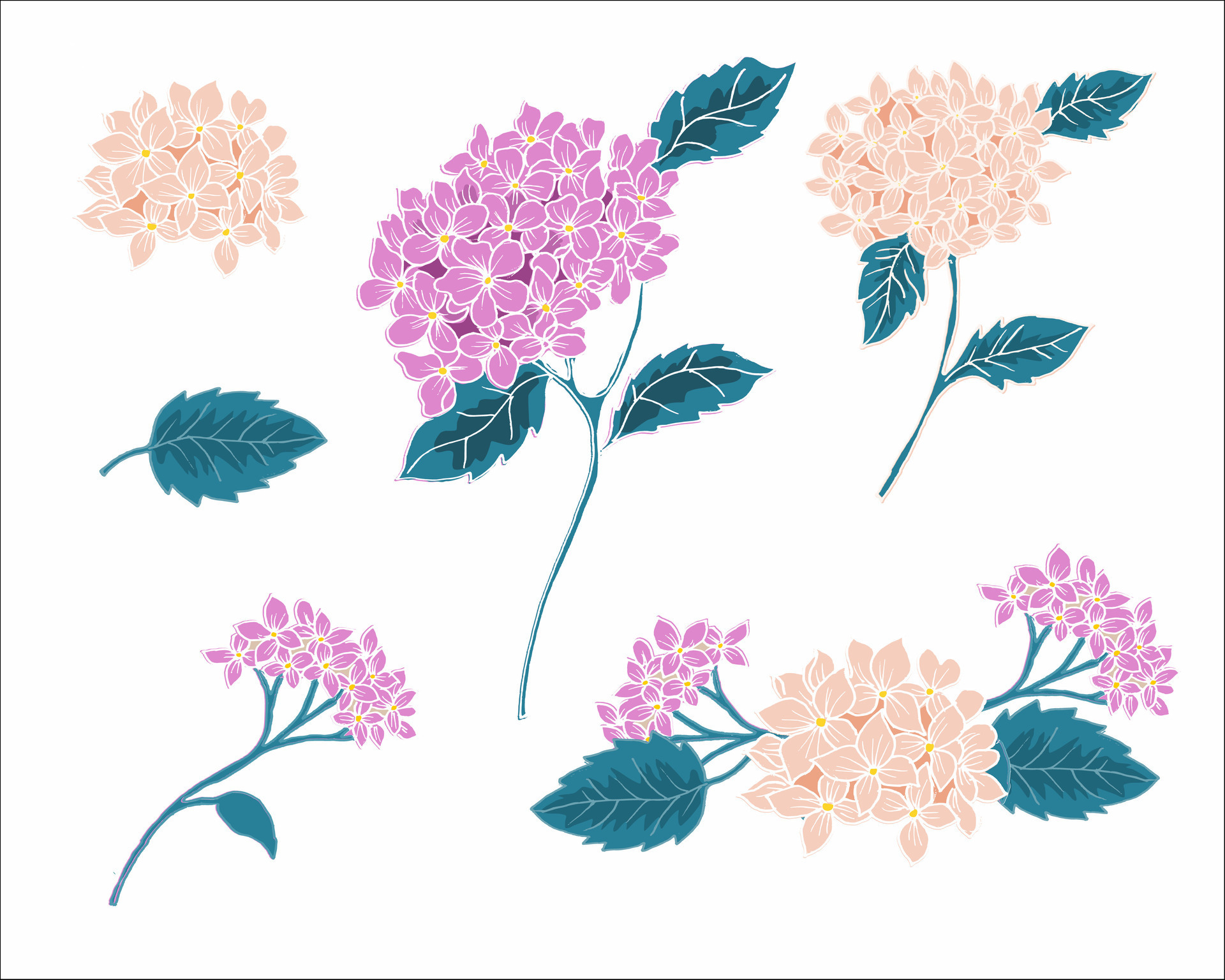 Hand Drawn Vintage Hydrangea Flower 34323019 Vector Art at Vecteezy