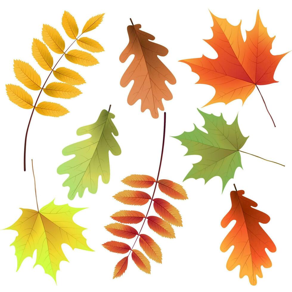 otoño hojas colocar, aislado en blanco antecedentes. serbal árbol, roble, arce hoja. ramo de flores desde otoño hojas. vector ilustración.