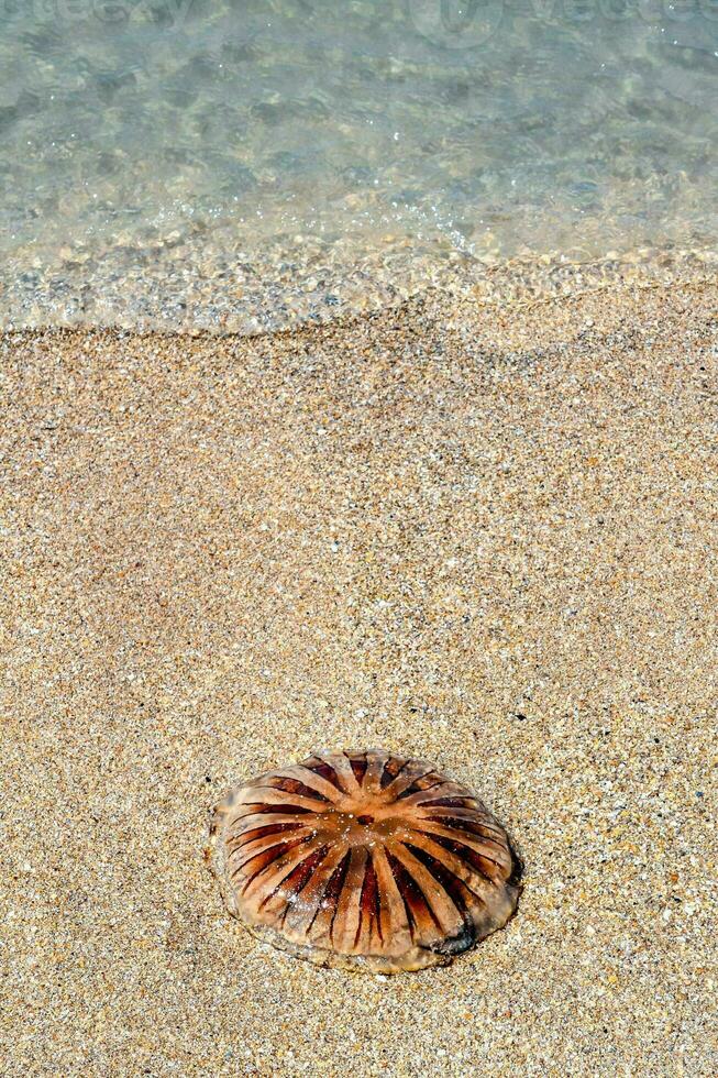 a jellyfish on the beach near the ocean photo