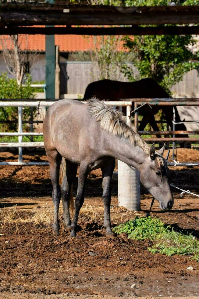 a horse eating grass in a stable photo