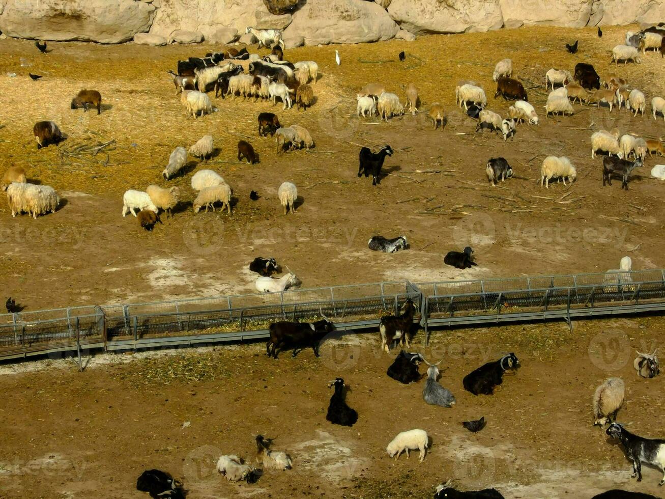 a large group of sheep and goats in an enclosure photo
