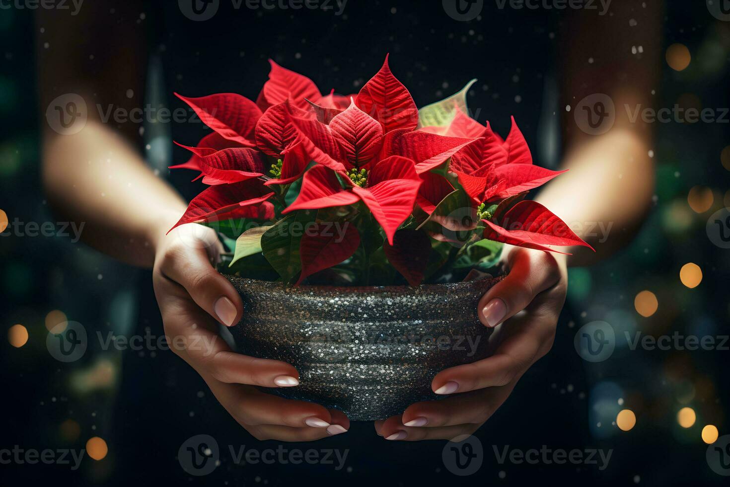 Christmas poinsettia flowers decoration in the hands of young woman on sparkling background. Festive banner composition. photo