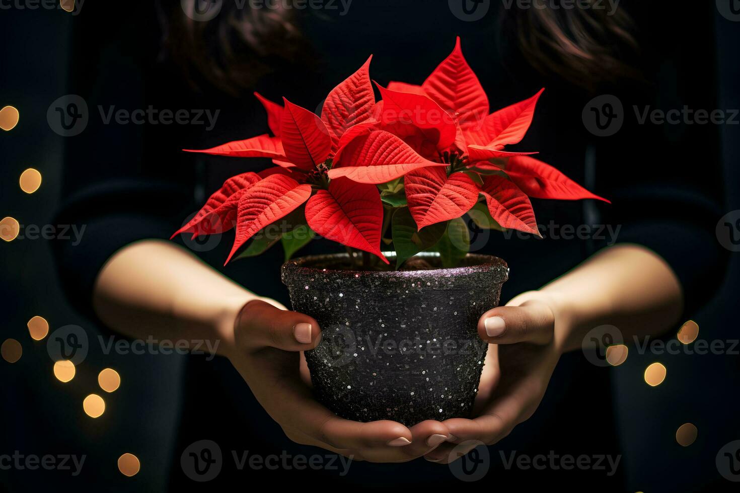 Navidad flor de pascua flores decoración en el manos de joven mujer en espumoso antecedentes. festivo bandera composición. foto