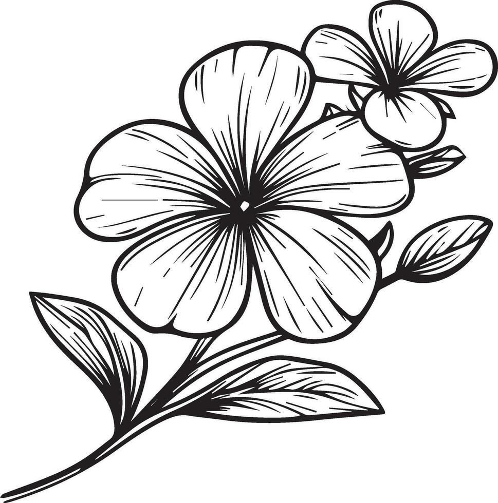 Illustration of a Periwinkle flower, vector sketch pencil art, bouquet Periwinkle flower coloring page and book, aesthetic flower cluster drawing isolated on white background clipart