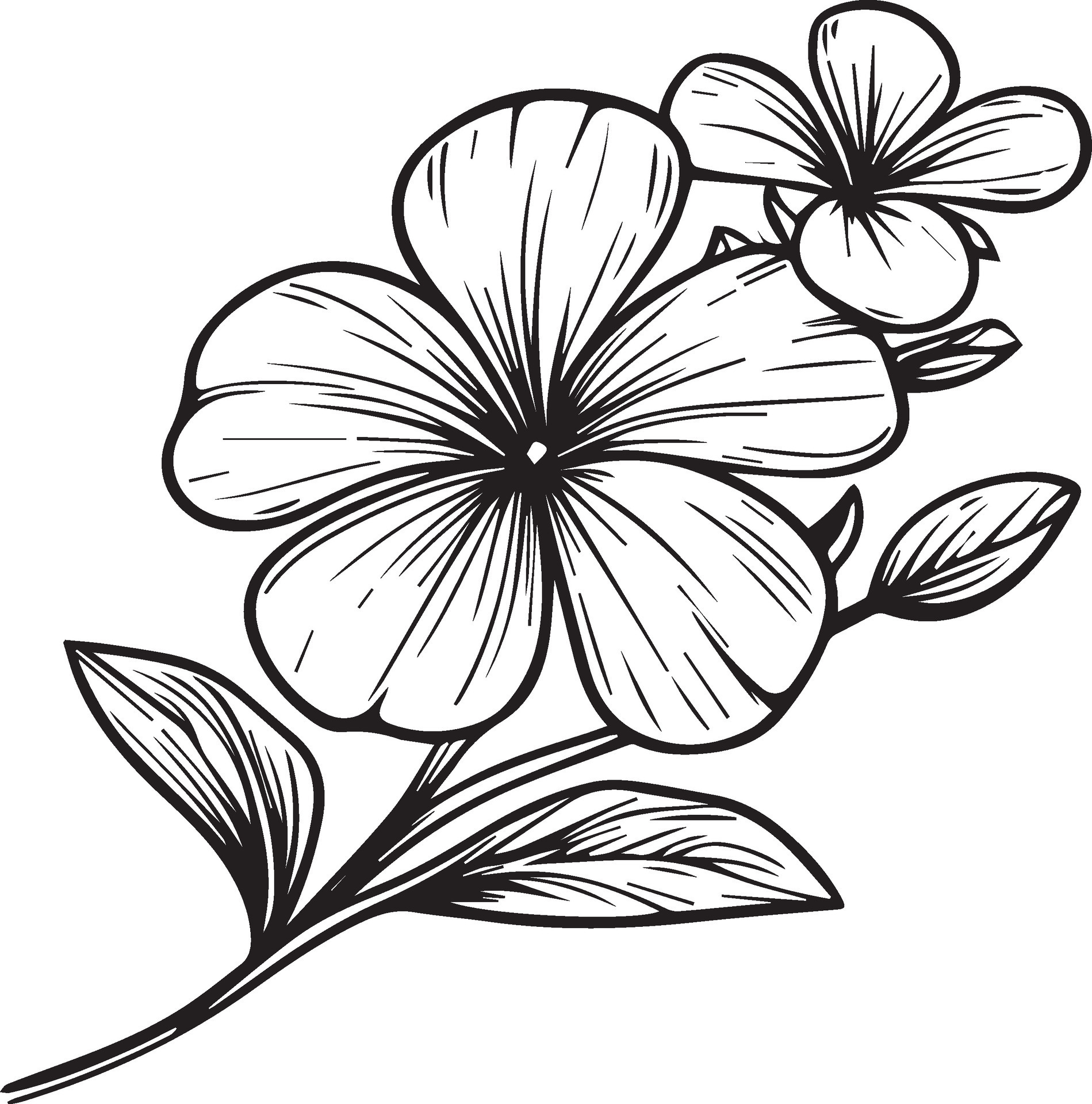 Illustration of a Periwinkle flower, vector sketch pencil art, bouquet