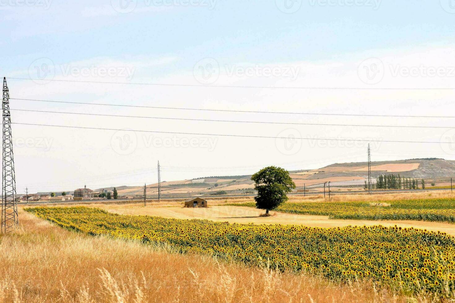 un campo con girasoles y un árbol en el distancia foto