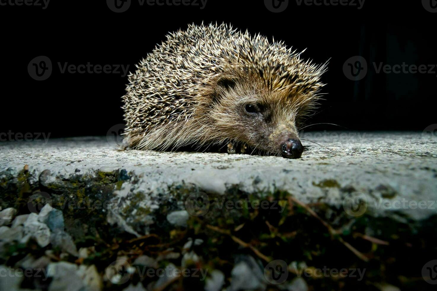 a hedgehog is sitting on the ground at night photo