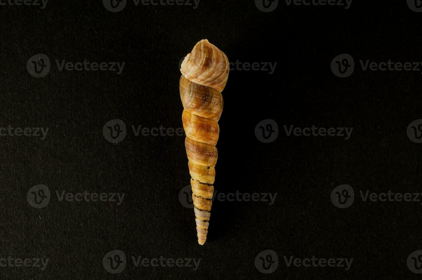 a conch shell on a black background photo