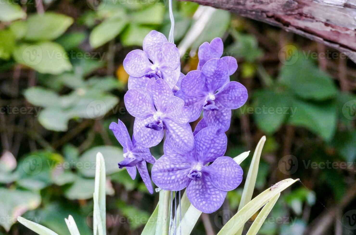 a purple orchid is growing in a green plant photo
