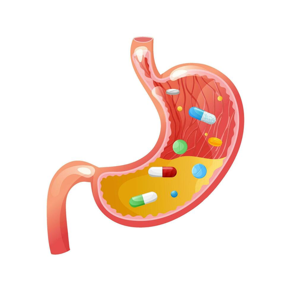 Medicine capsules, tablets and pills in stomach vector