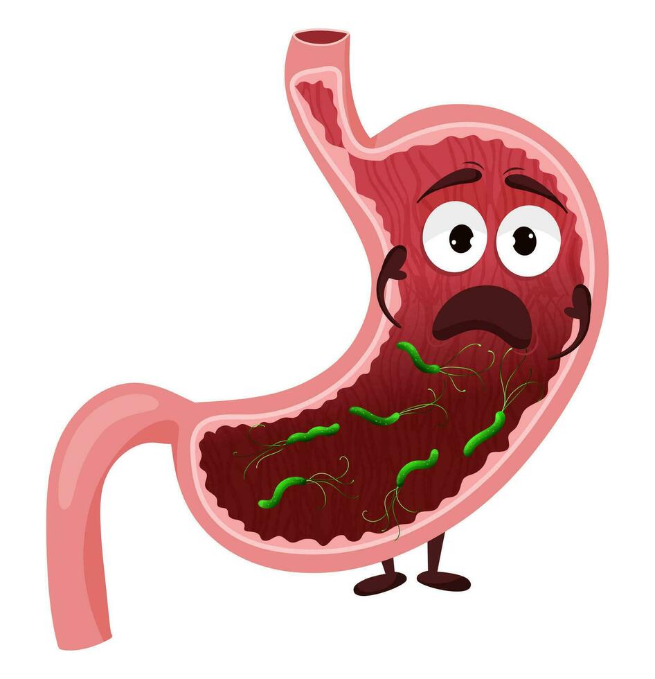 Cartoon stomach character with helicobacter pylori infection vector