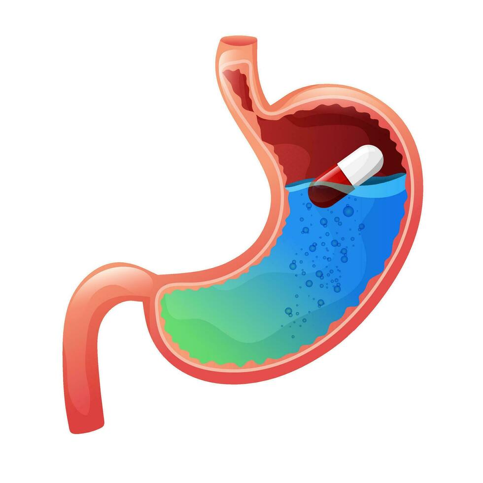 estómago con fármaco cápsula dentro vector