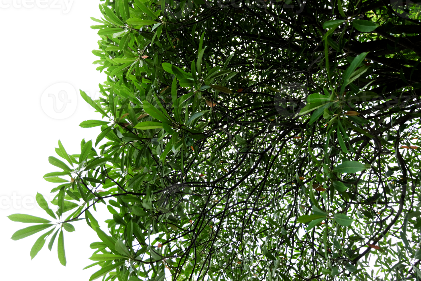 Branches and leaves from a frangipani tree on a transparent background. png