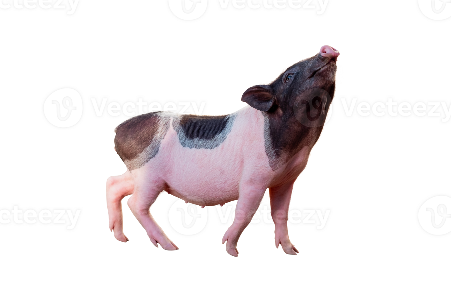 PNG File format, Full of smilling baby ping and black piglet isolated on transparent background, Wild boar cub