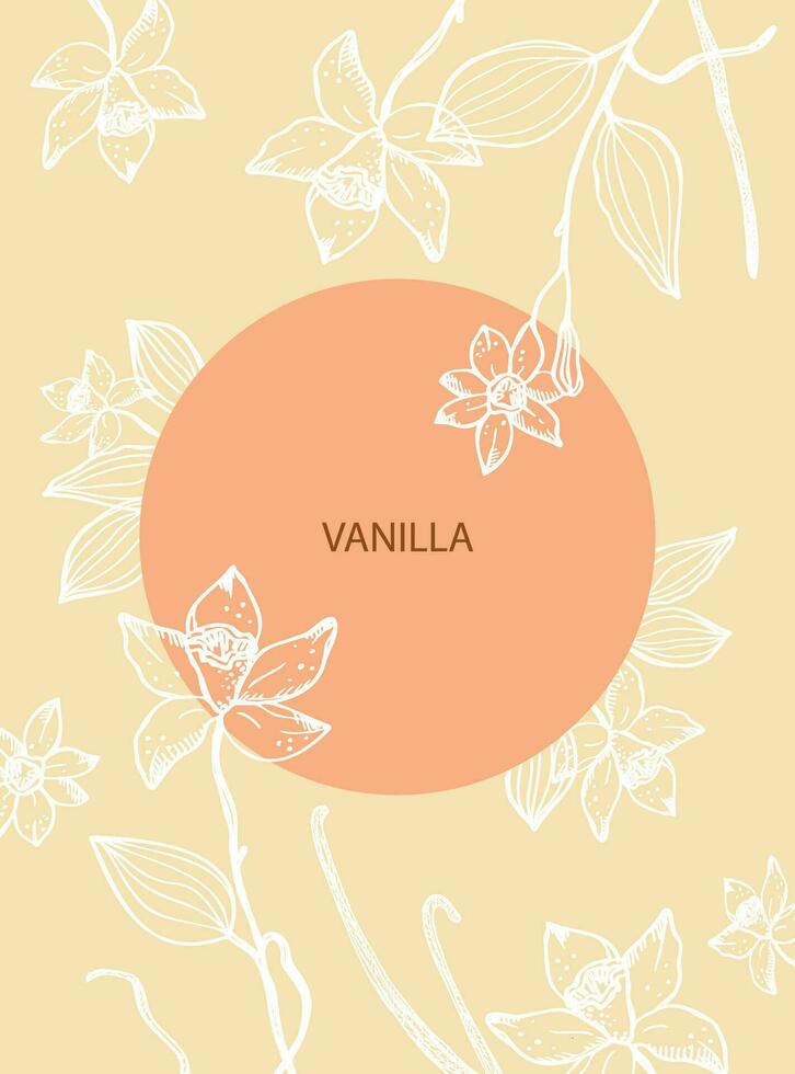 Vanilla label template background for text. Flower and sticks of vanilla plant vector illustration with pods, fragrant spices. For label,spice packaging, logo, card, banner.Hand drawn design element