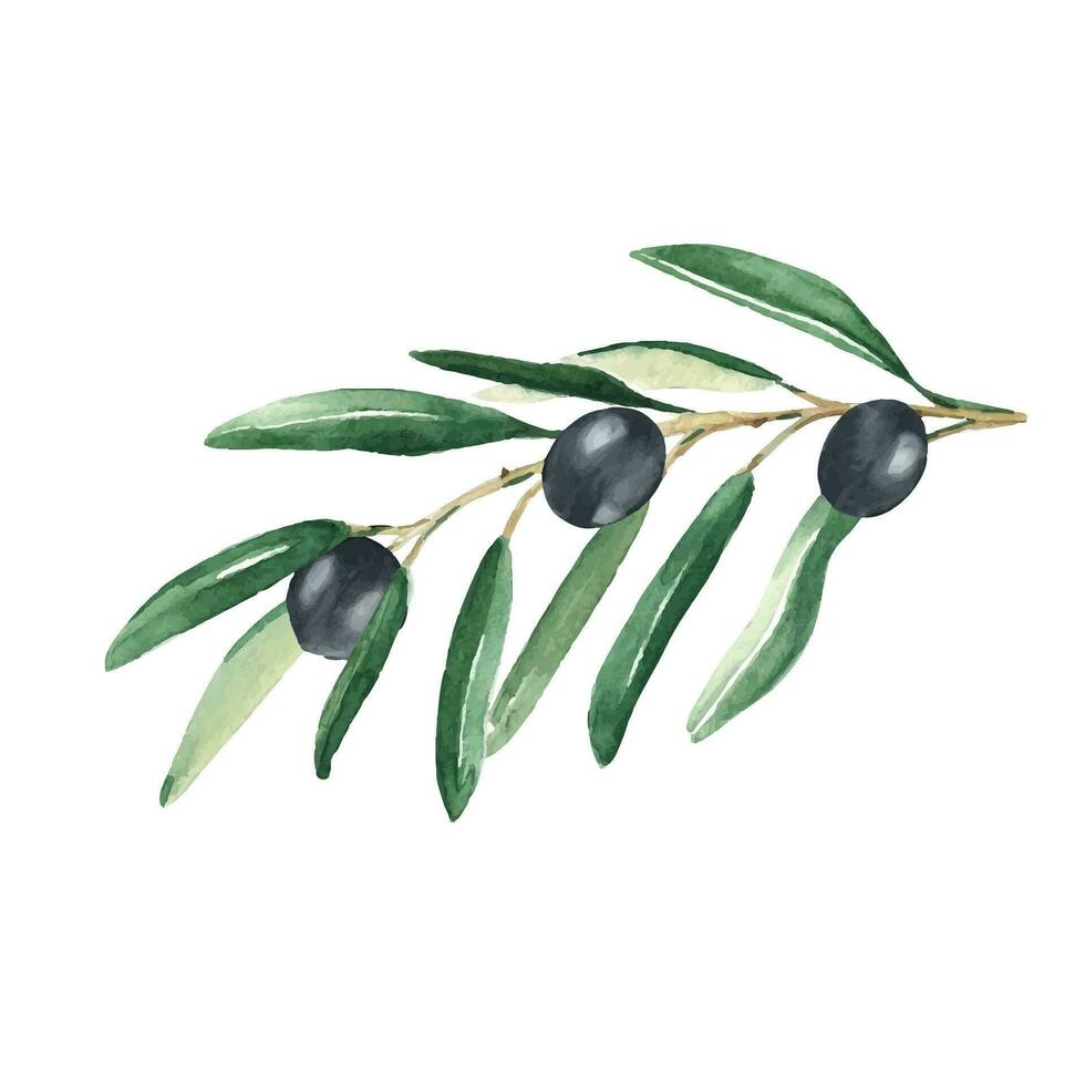 Olive branch with black olives. Watercolor hand drawn botanical illustration. Can be used for cards, menu and logos. For cosmetic or food packaging design vector