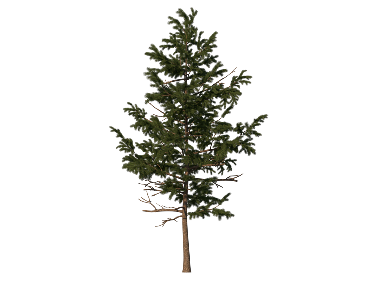 High quality tree transparent image png