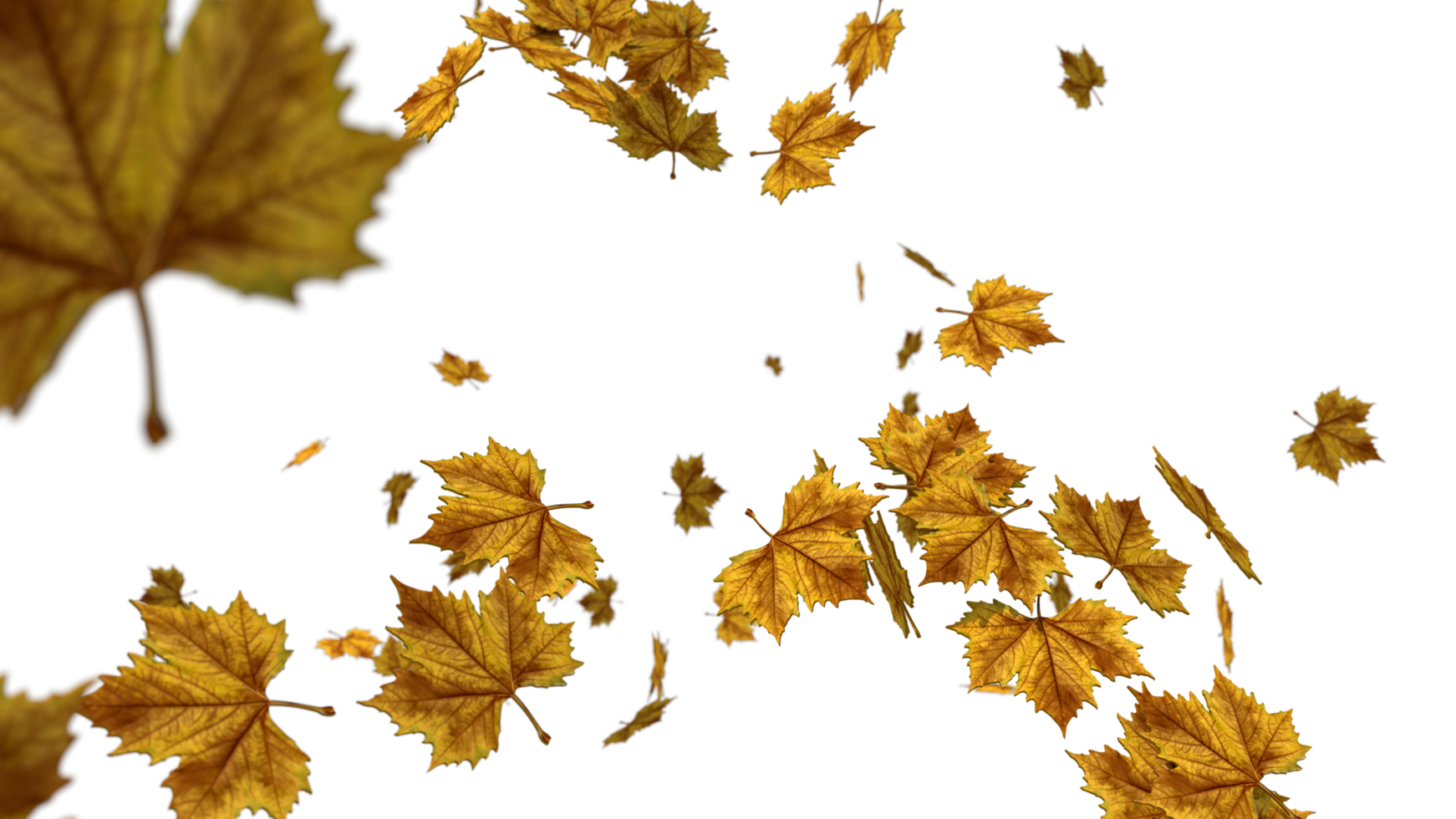 Maple leaf falling high quality transparent image png