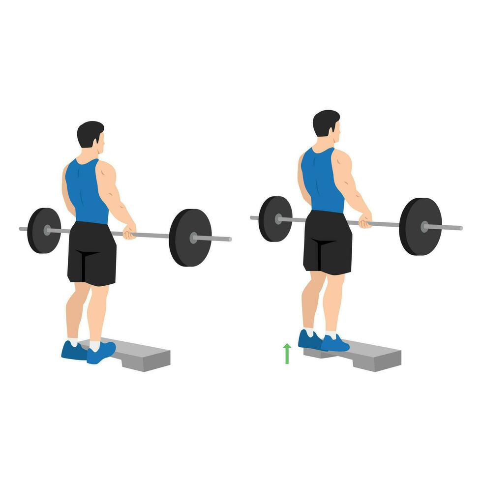 Man doing standing calf raises with barbell exercise. vector