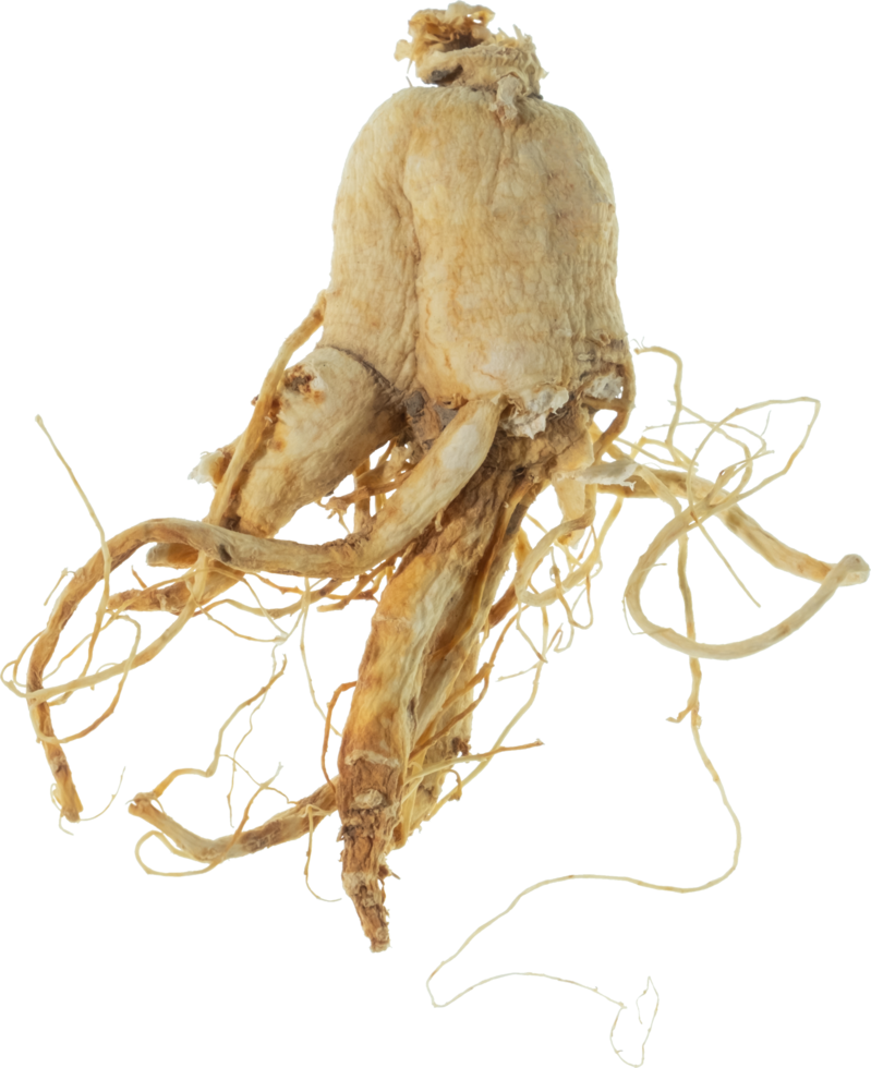 ginseng cut out on transparent background. png