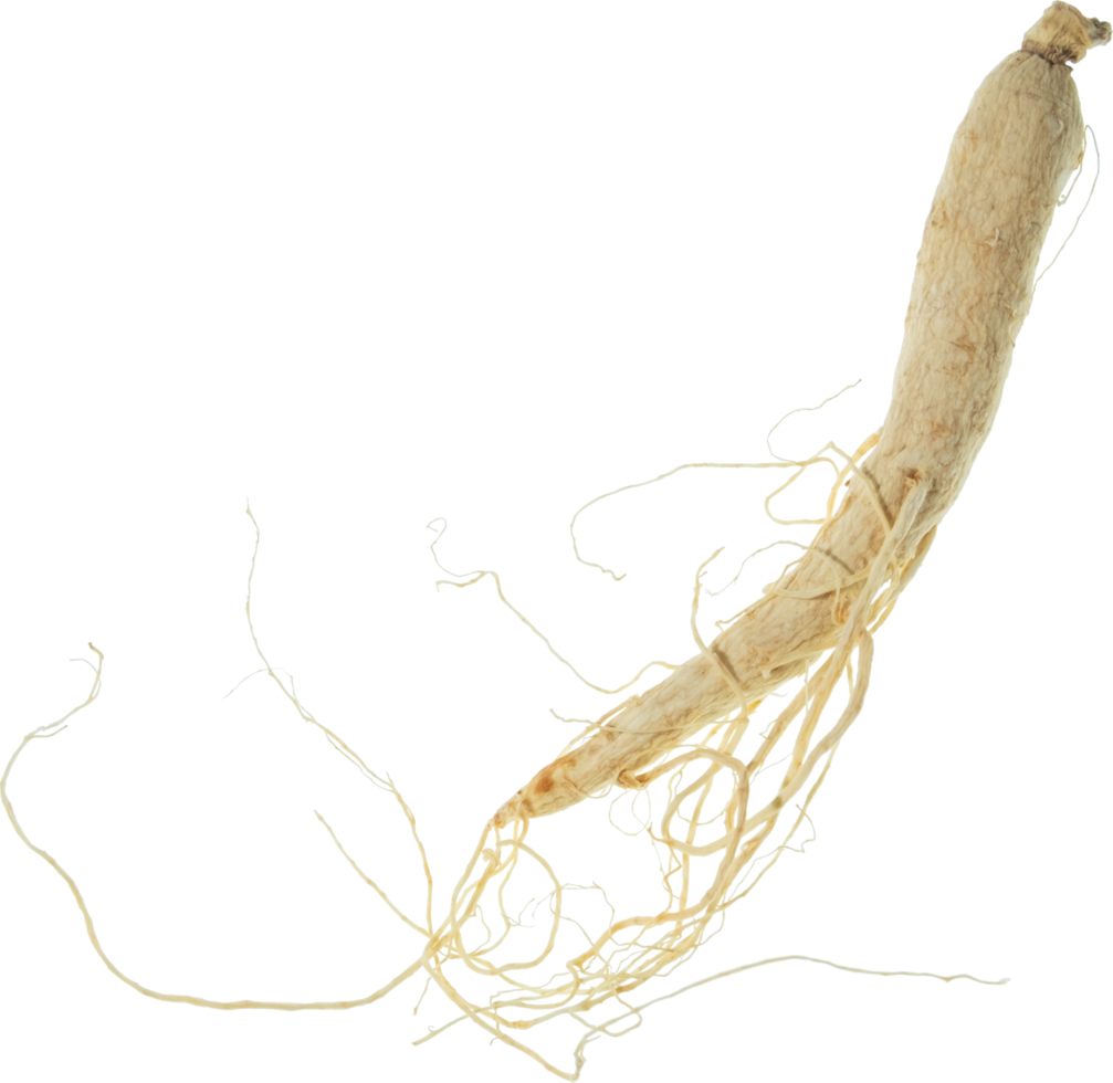 ginseng cut out on transparent background. png