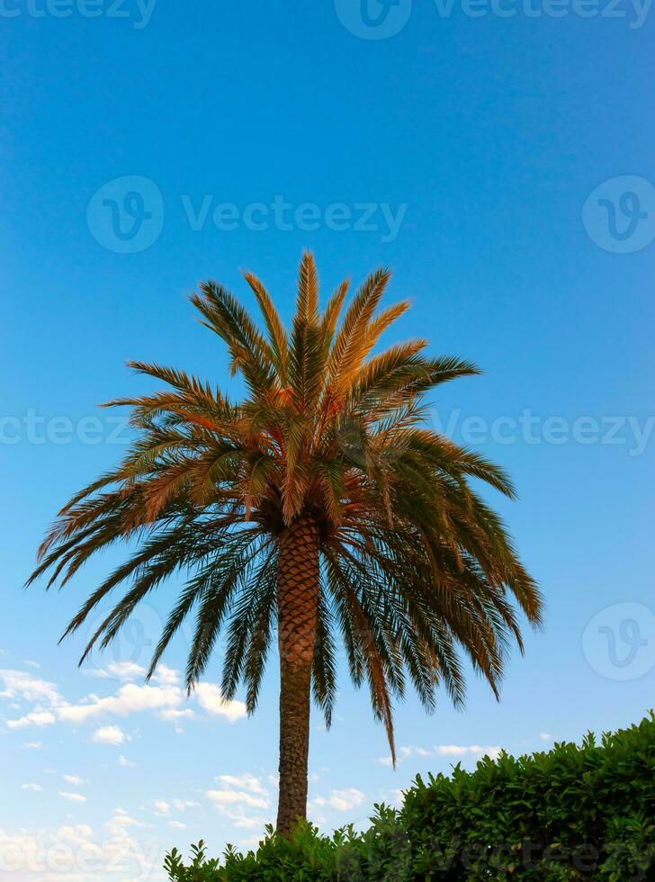 Green palm tree on blue sky background photo