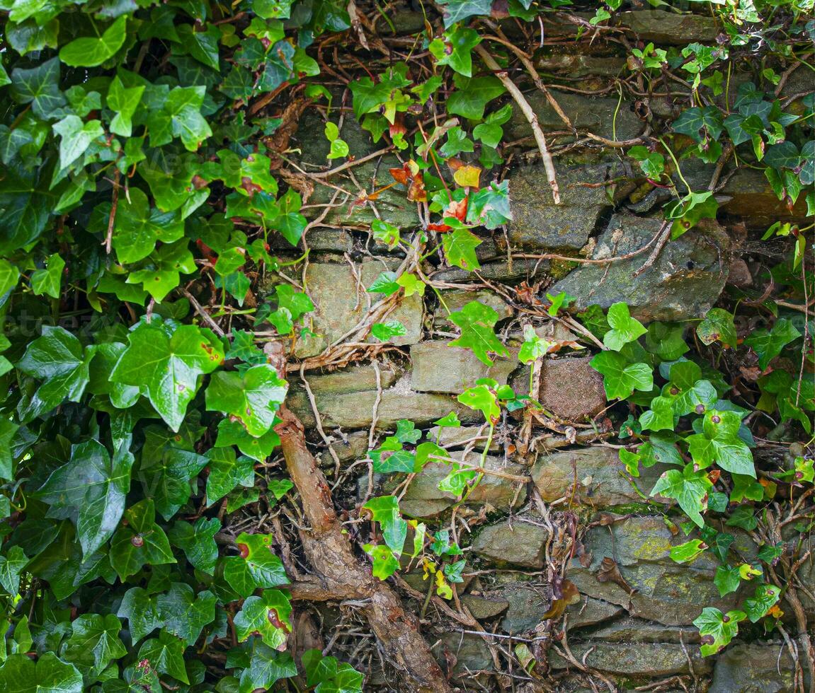 antiguo áspero pared y verde plantas foto