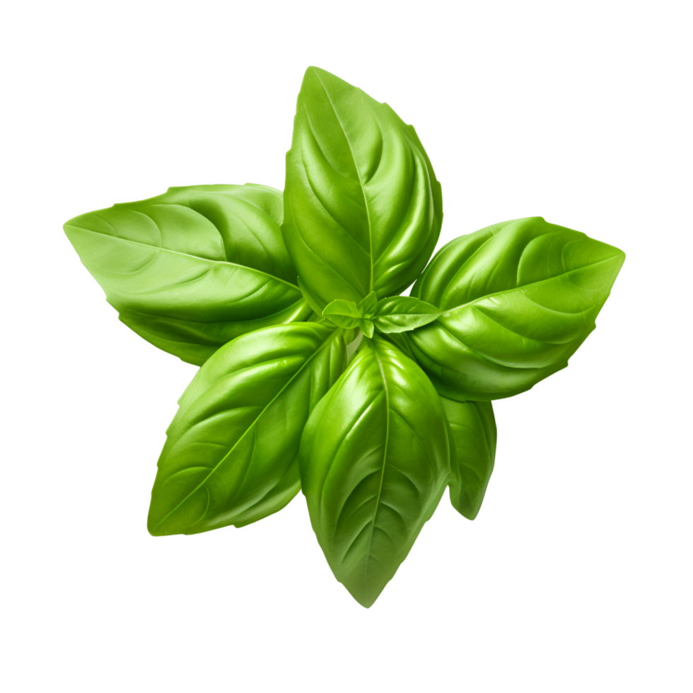 Basil leaf there are three green leaves of basil AI Generated 34336257 PNG