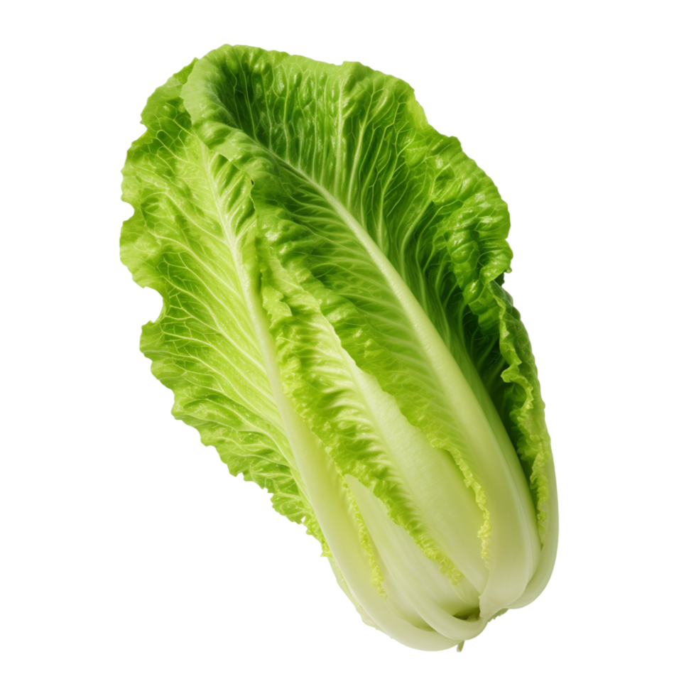 a close up of a piece of lettuce Napa Cabbage Fresh Lettuce AI