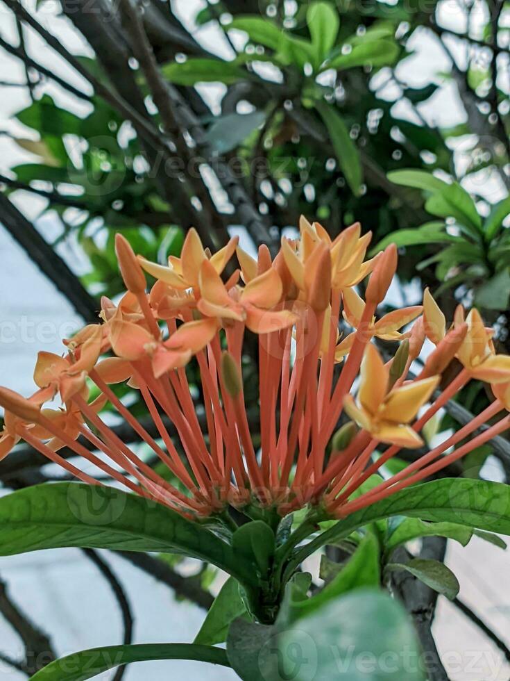 Close-up of orange and yellow flowers on a tree branch photo