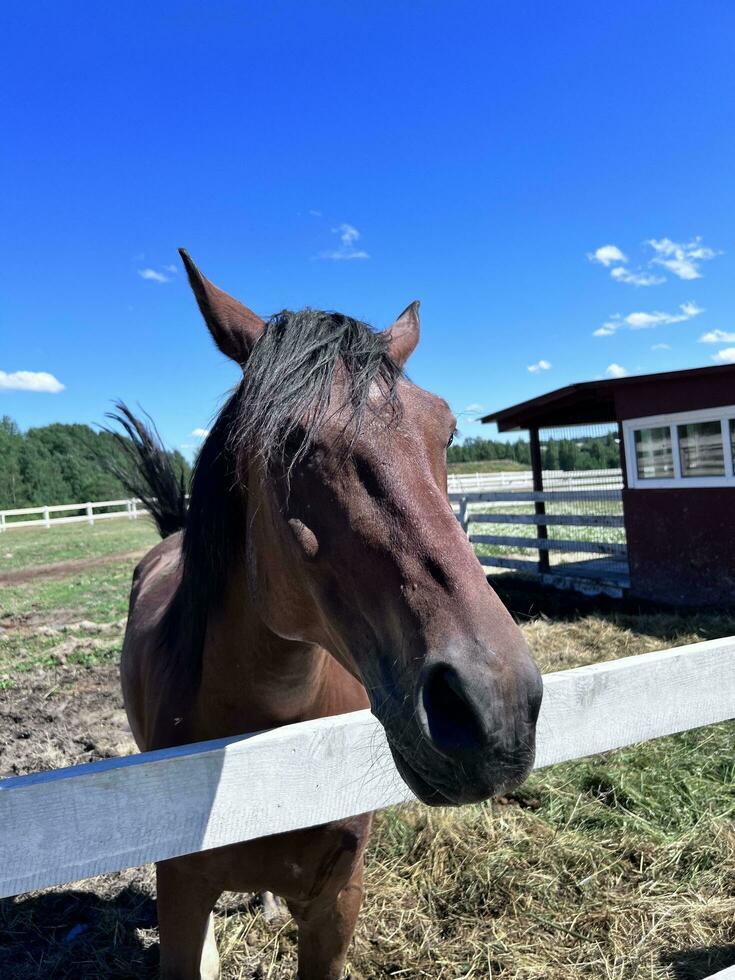 a horse is looking over a fence at a barn photo