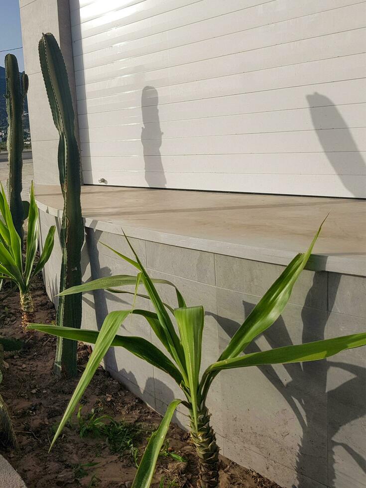 Spineless yucca with Euphorbia Eritrea photo