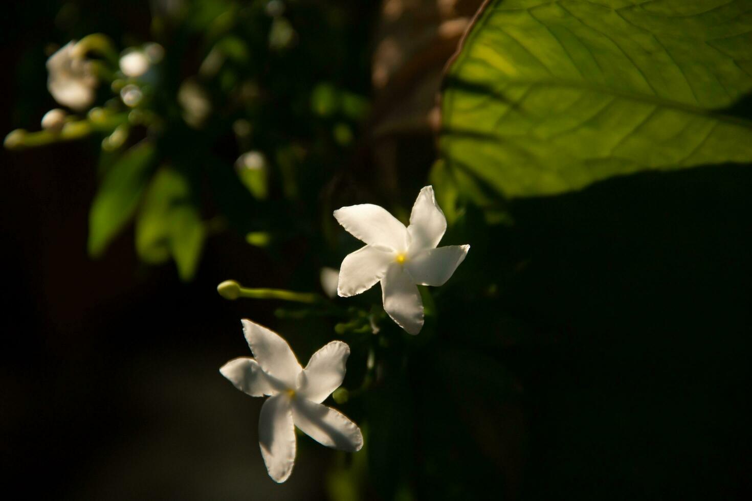 cerca arriba de blanco flores hermoso, antecedentes. foto