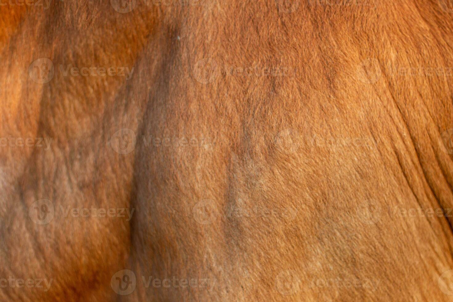 Background for design,texture wool, cow skin photo