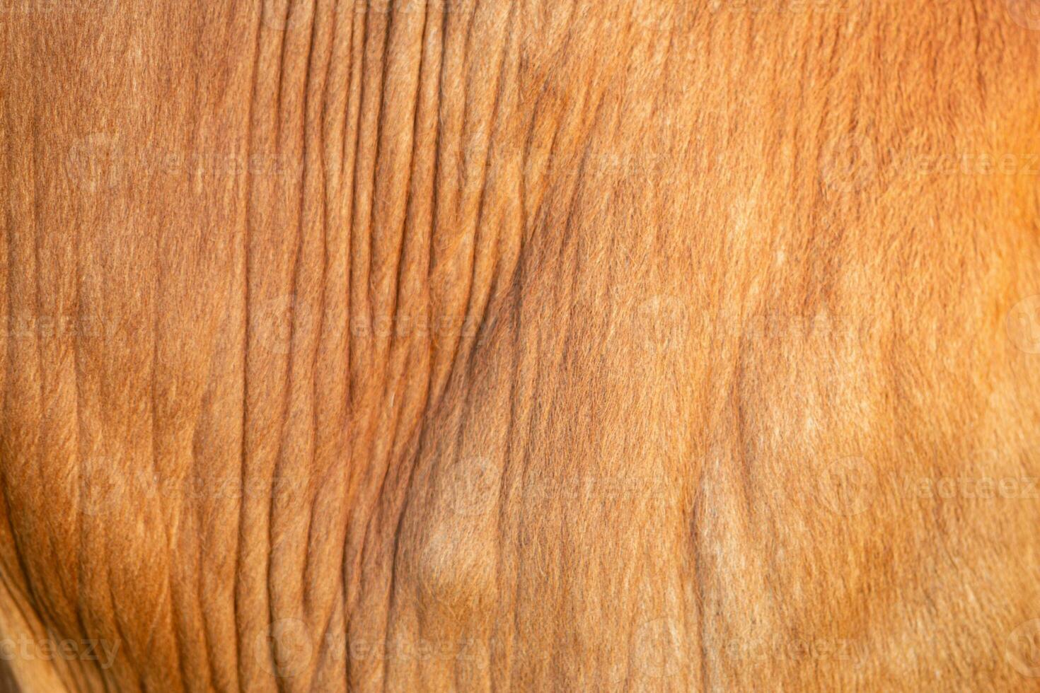 Background for design,texture wool, cow skin photo