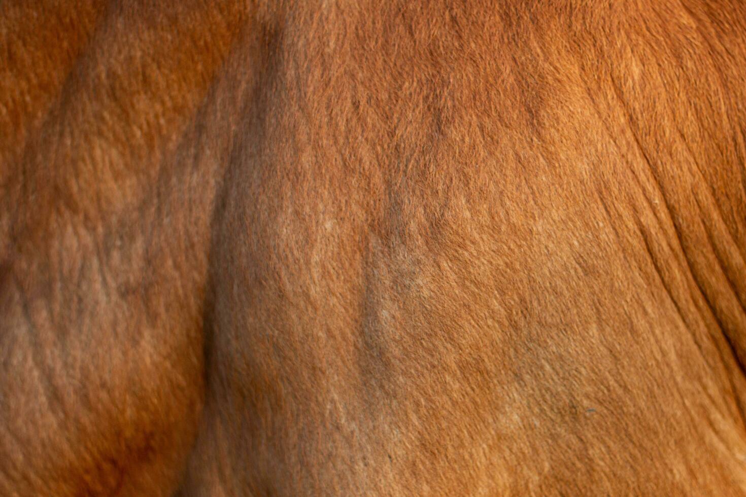 Background for design,texture wool, cow skin photo