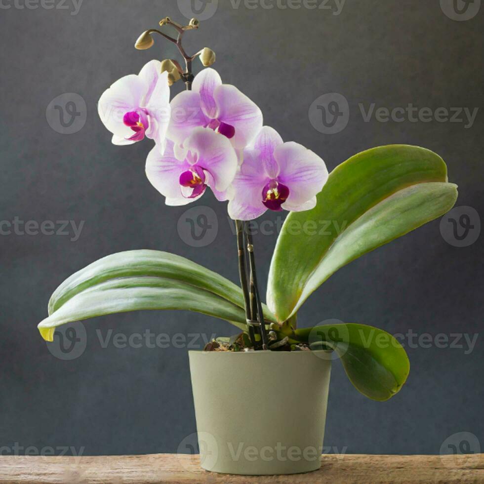 Orchids  flower, potted plants, AI Generative photo