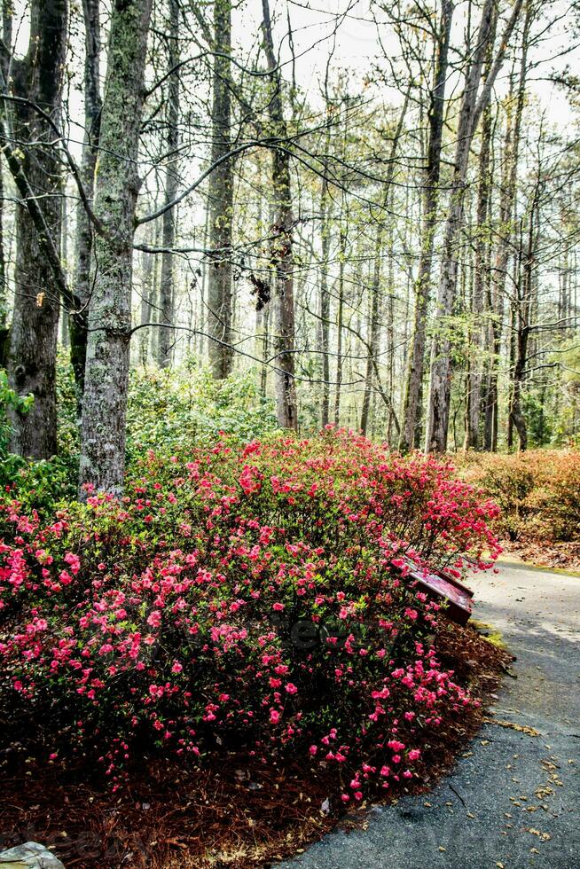 Azaleas in a spring garden photo