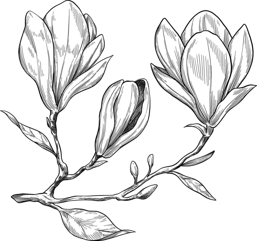 Magnolia flower botanical sketch illustration vector