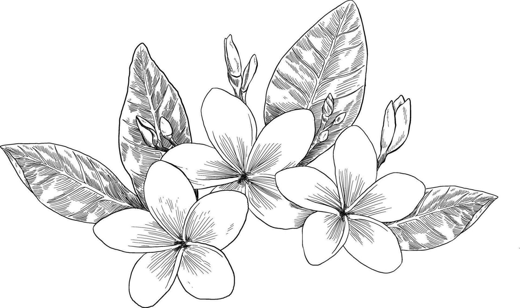 Frangipani flower botanical sketch illustration vector