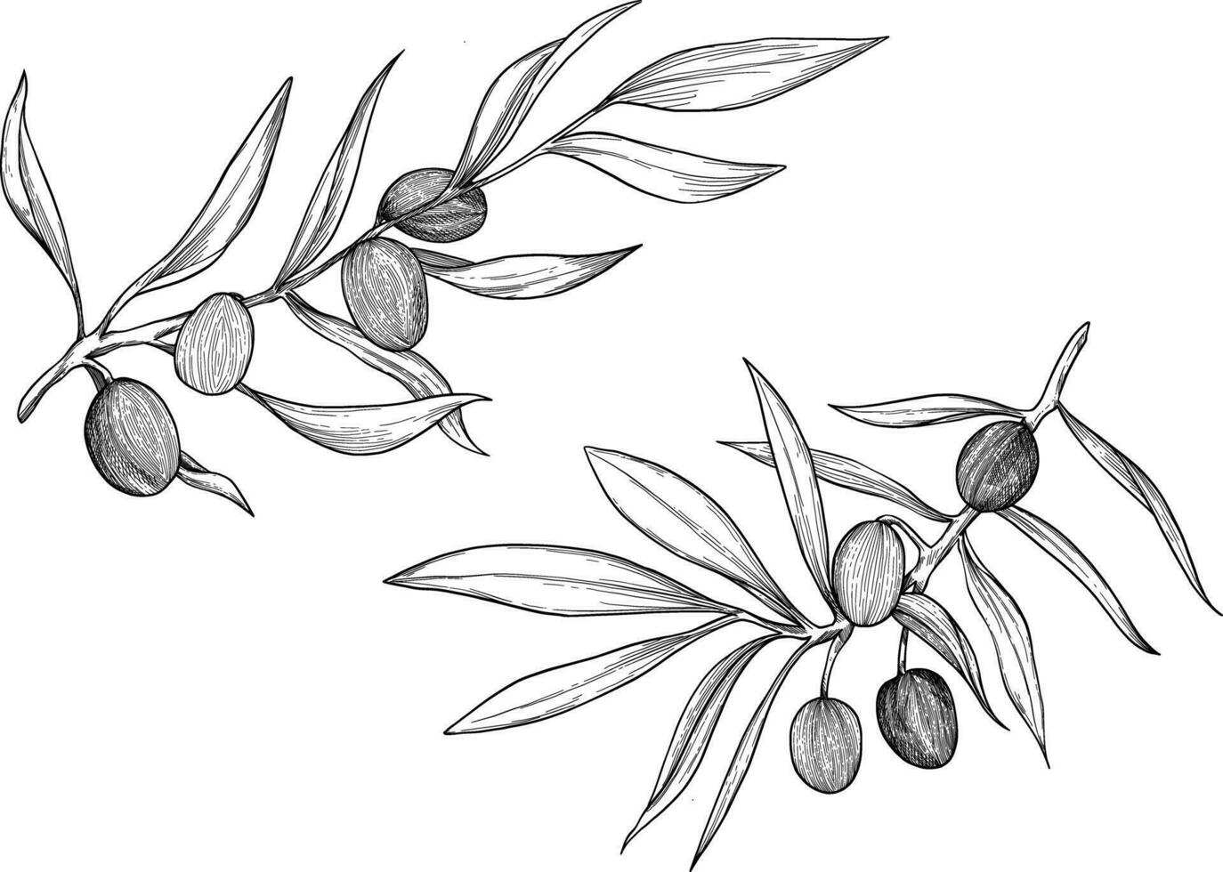 Olive oil plant botanical sketch illustration vector