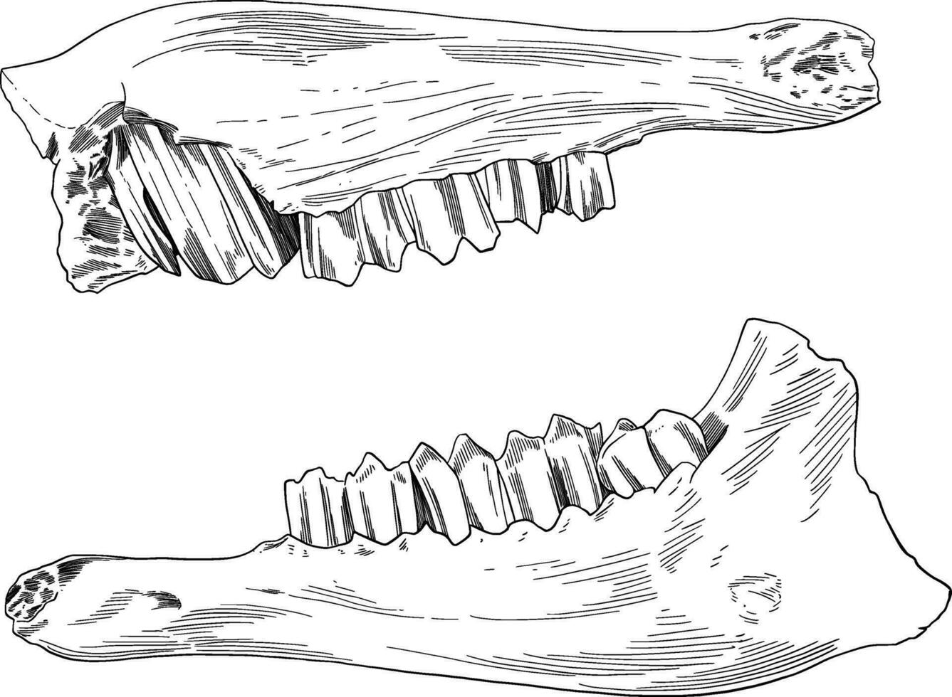 mandíbula hueso cráneo mano dibujado ilustración vector