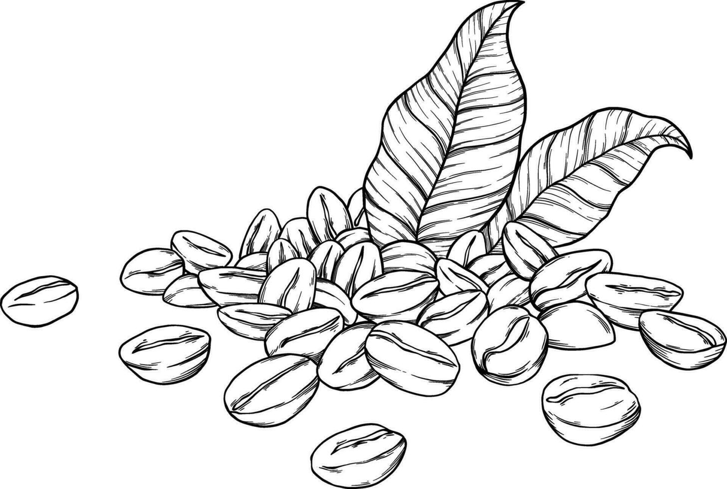 Coffee beans botanical sketch illustration vector