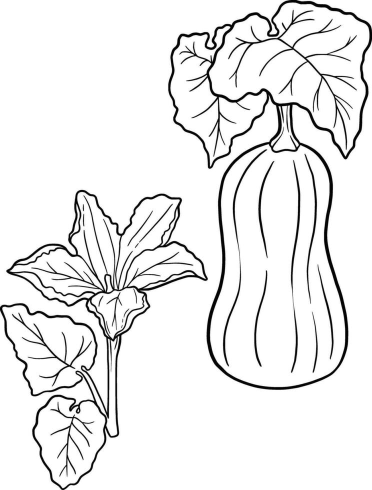 Butternut botanical coloring book for education and mental health vector