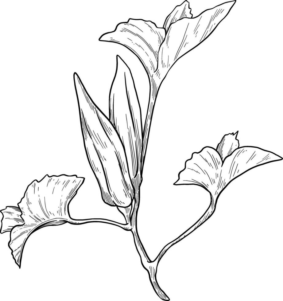 Okra plant vegetables sketch botanical illustration vector